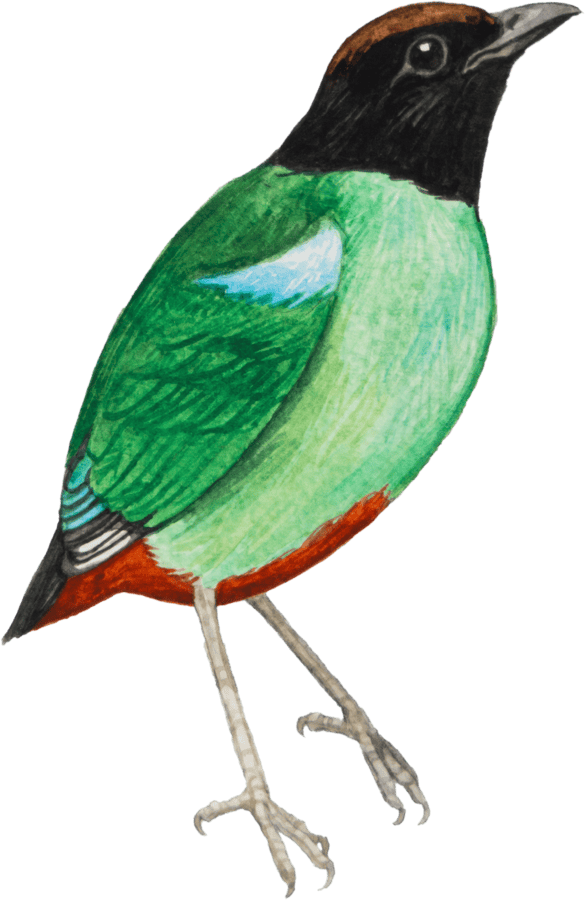 Hooded Pitta