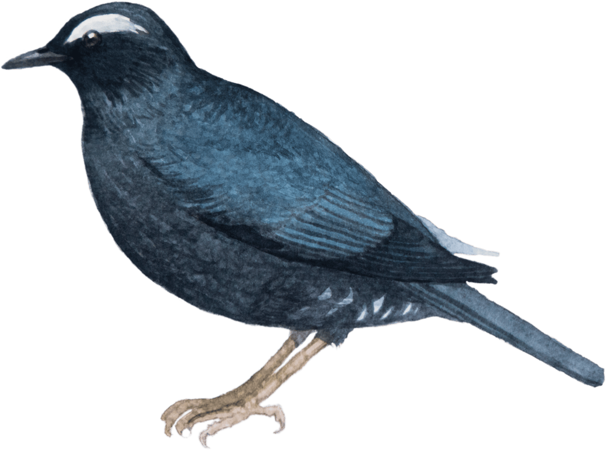 Siberian Thrush