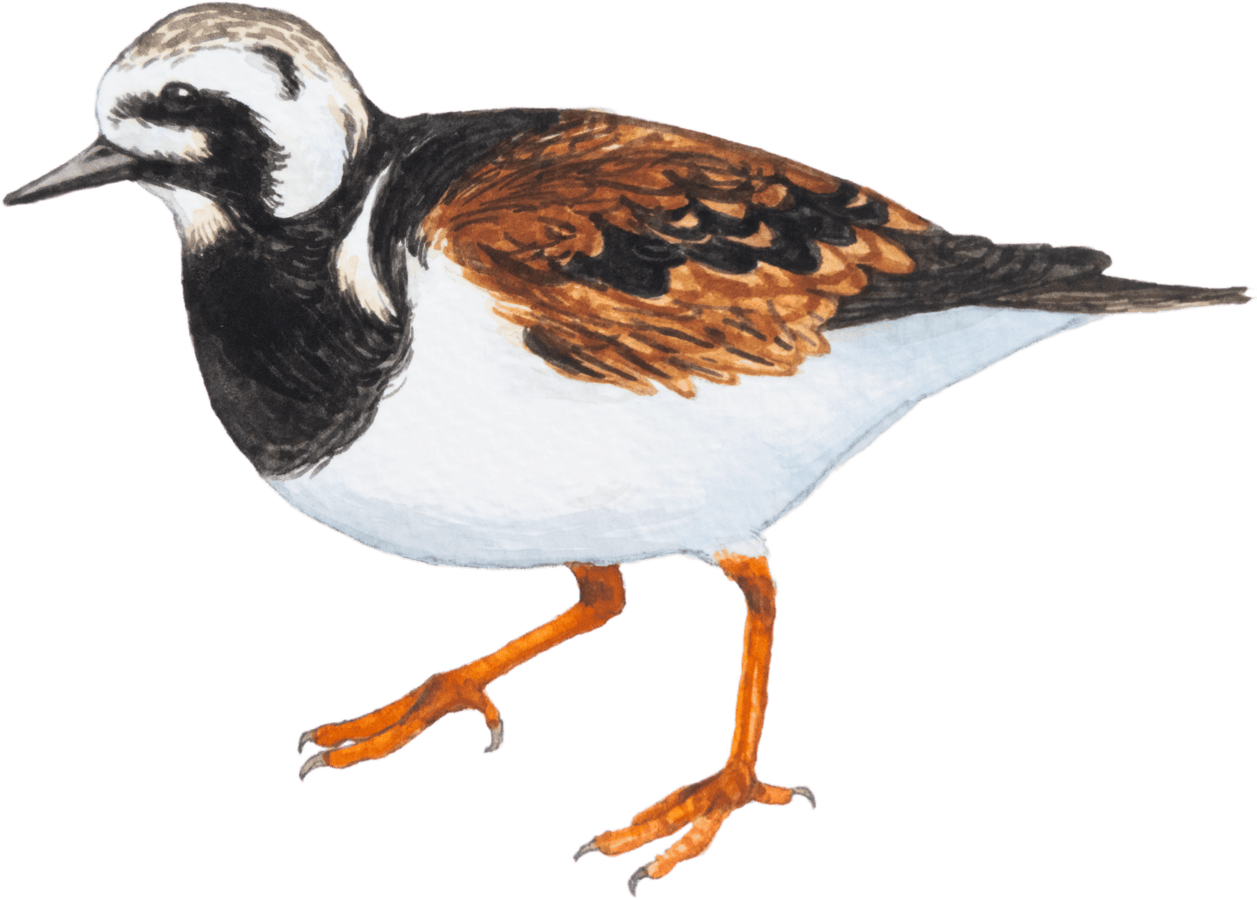 Ruddy Turnstone